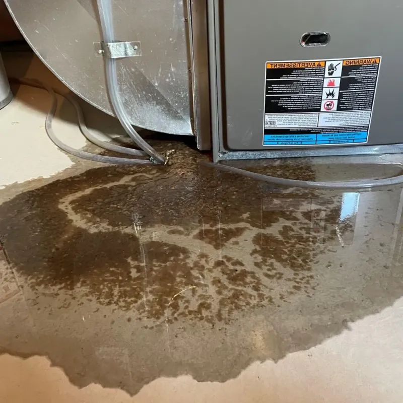 Pipe Burst and Leak Restoration in Dallas County, MO